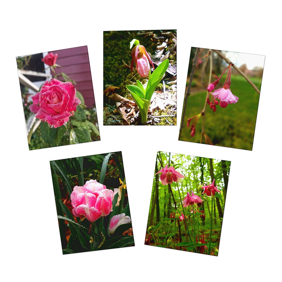 Pink Blossoms Blank Greeting Cards (5-Pack)