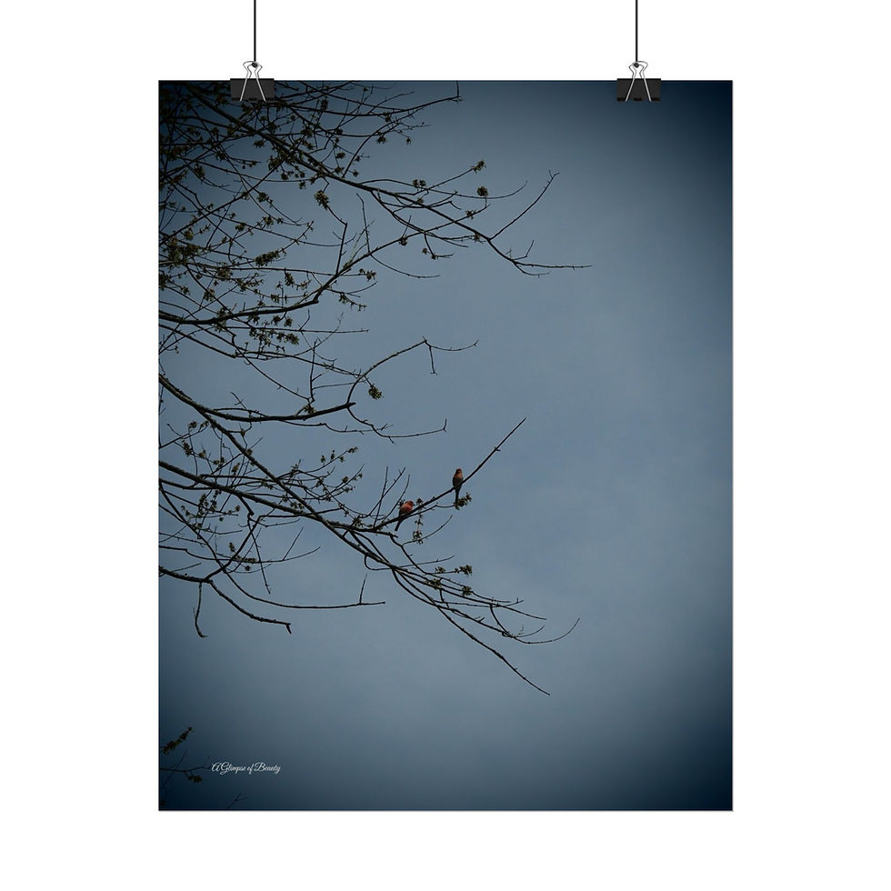 Two Male Purple Finches Poster
