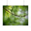 Thumbnail: Water Drop on Maple Branch Poster