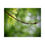 Thumbnail: Water Drop on Maple Branch Poster