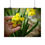 Thumbnail: Daffodil Petals Poster
