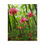 Thumbnail: Wild Pink Columbines Puzzle