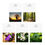 Thumbnail: Nature Photo Blank Greeting Cards (5-Pack)