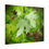 Thumbnail: Water Laden Maple Leaves Poster