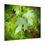 Thumbnail: Water Laden Maple Leaves Poster