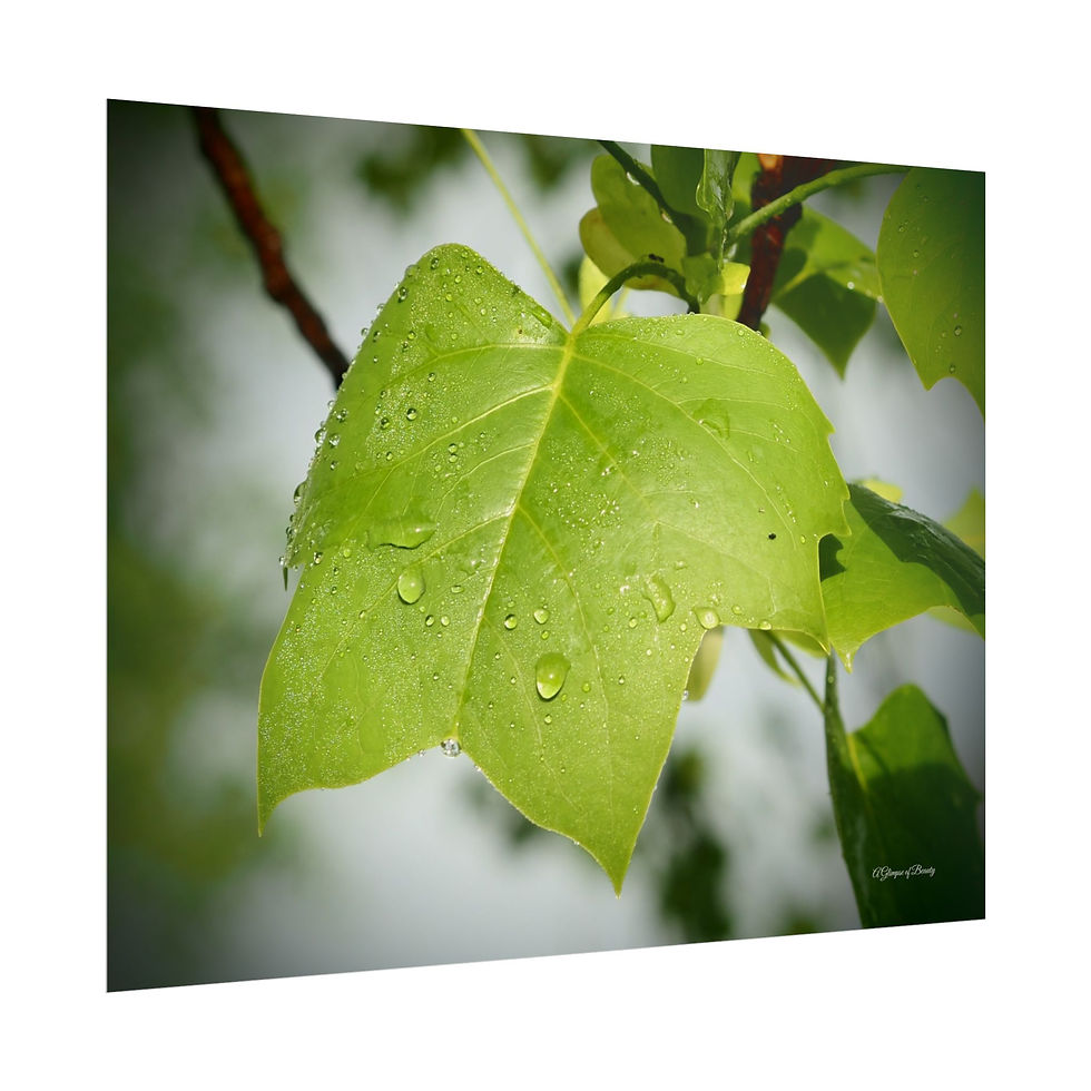 Dew Laden Tulip Tree Leaf Poster
