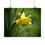 Thumbnail: Blooming Daffodil Poster
