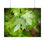 Thumbnail: Water Laden Maple Leaves Poster