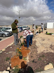 כפר הסטודנטים איילים דימונה