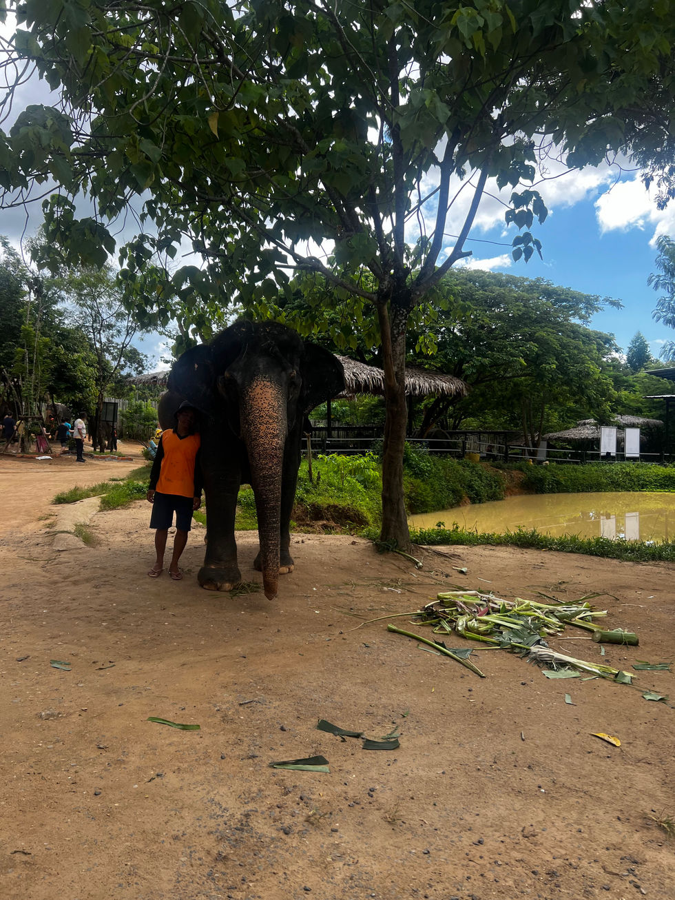 Elephant Jungle Sanctuary Phuket Thailand, Copy Rights @JasmineJaedsJournals