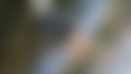 Flying High: Ziplining Thrills in the Heart of the Mexican Jungle