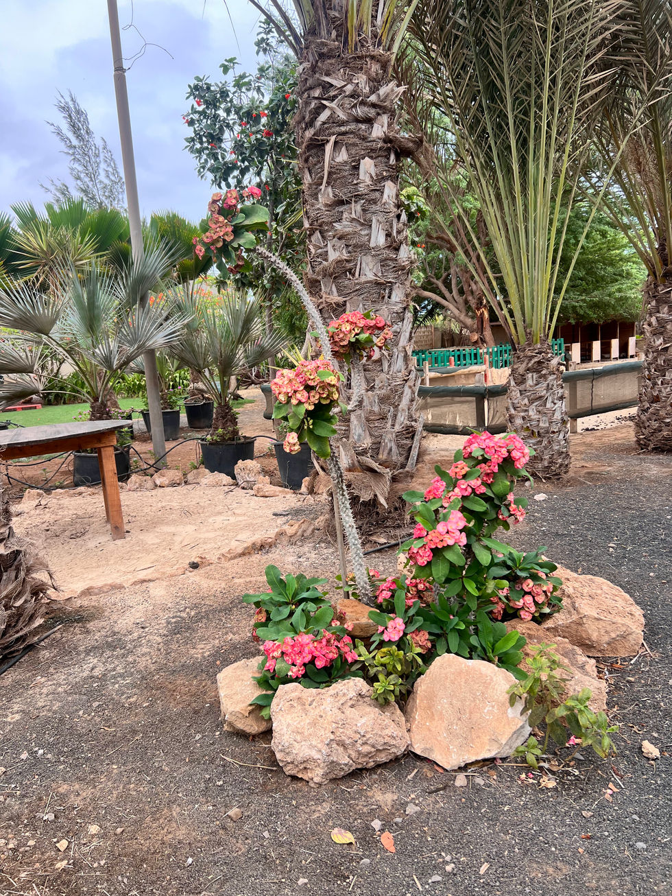 Viveiro Botanical Gardens Sal Cape Verde, Copy Rights @JasmineJaedsJournals