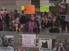 San Jose Shelter Facing Lawsuit After Rise in Animal Deaths Over the Last Three Years