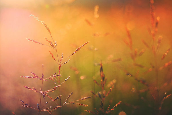 Sonnenaufgang auf der Natur.jpg