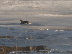 Otter plays on spring ice.