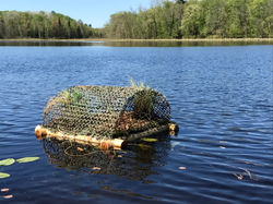 Loon nest detail