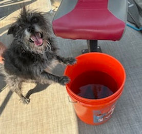 Fishing dog!