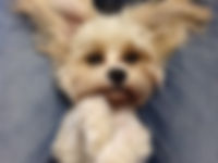 IMG_0148.jpeg