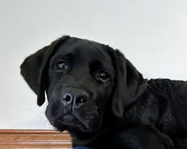 Shirley
