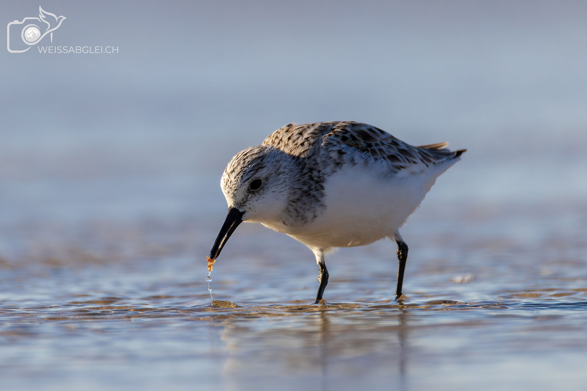 Sanderling auf Nahrungssuche