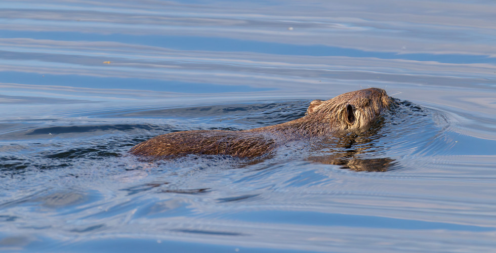 Nutria