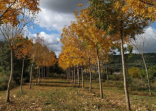IMG_20191101_193703_292.jpg
