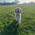 dog standing in a field