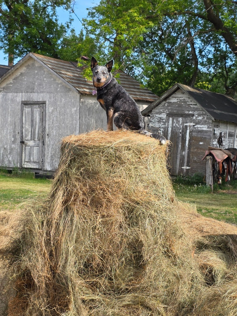 3985669045975820765_resized