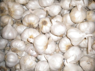 Garlic