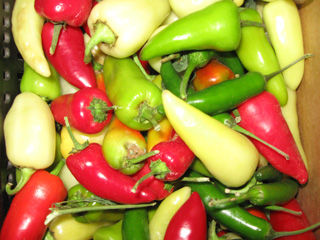 Flora Gems Peppers