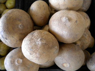 Jicama
