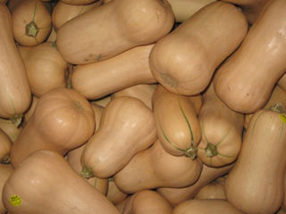 Butternut Squash