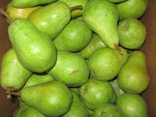 Bartlett Pears