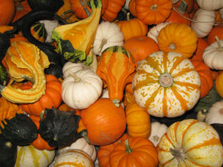 Assorted Gourds