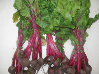 Beets With Tops