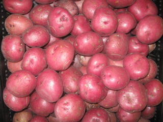 Red Potatoes