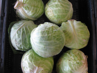 Cabbage