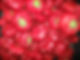 Pimento Peppers