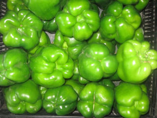 Green Bell Peppers
