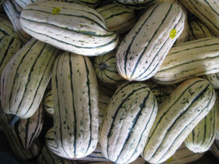 Delicata Squash