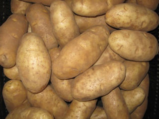 Russet Potatoes