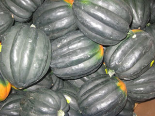 Acorn Squash