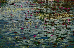 Champ_de_nénuphars_roses_Cambodge