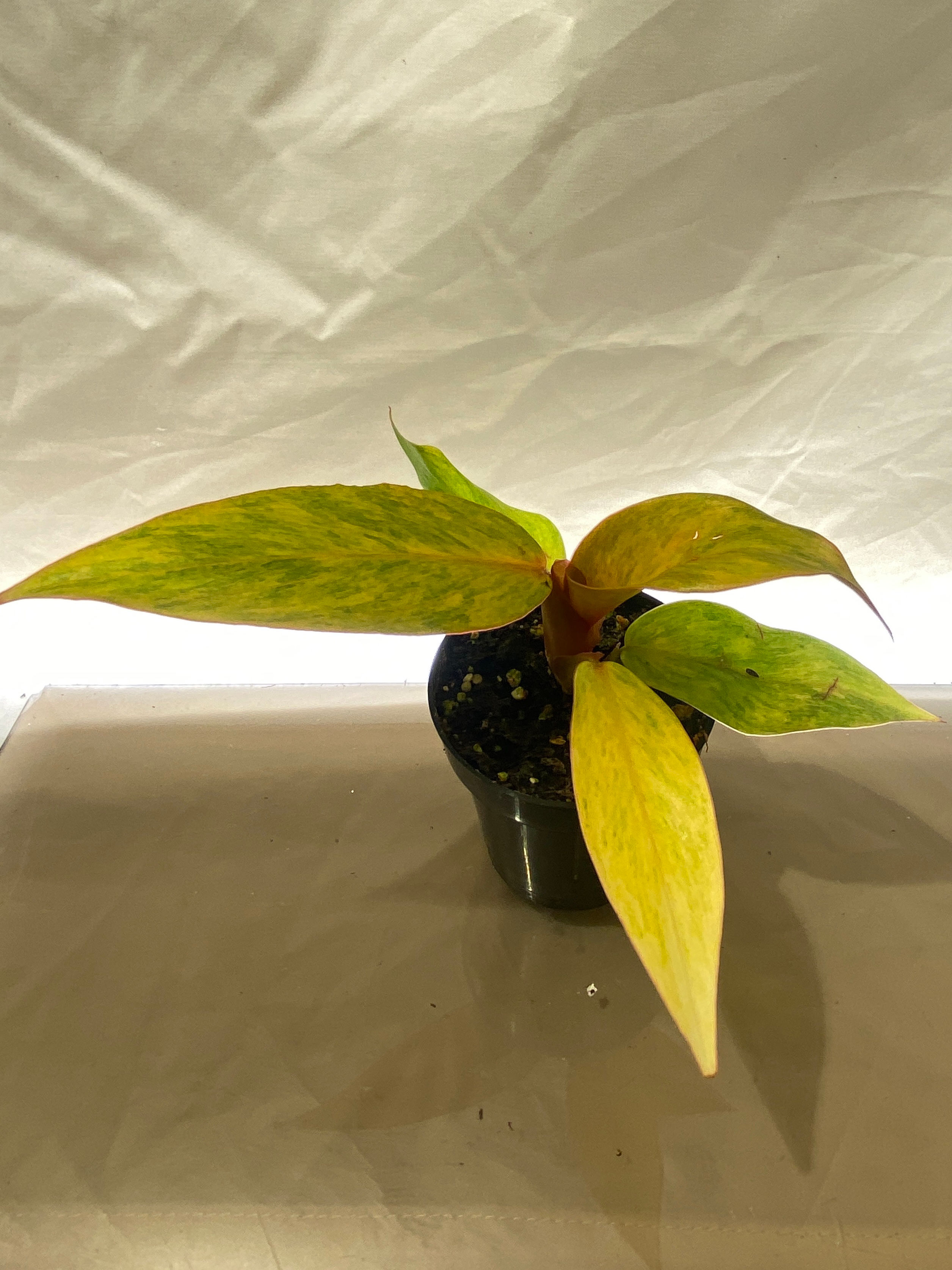 Philodendron Orange Marmalade - Rare Variegated Tropical Plant