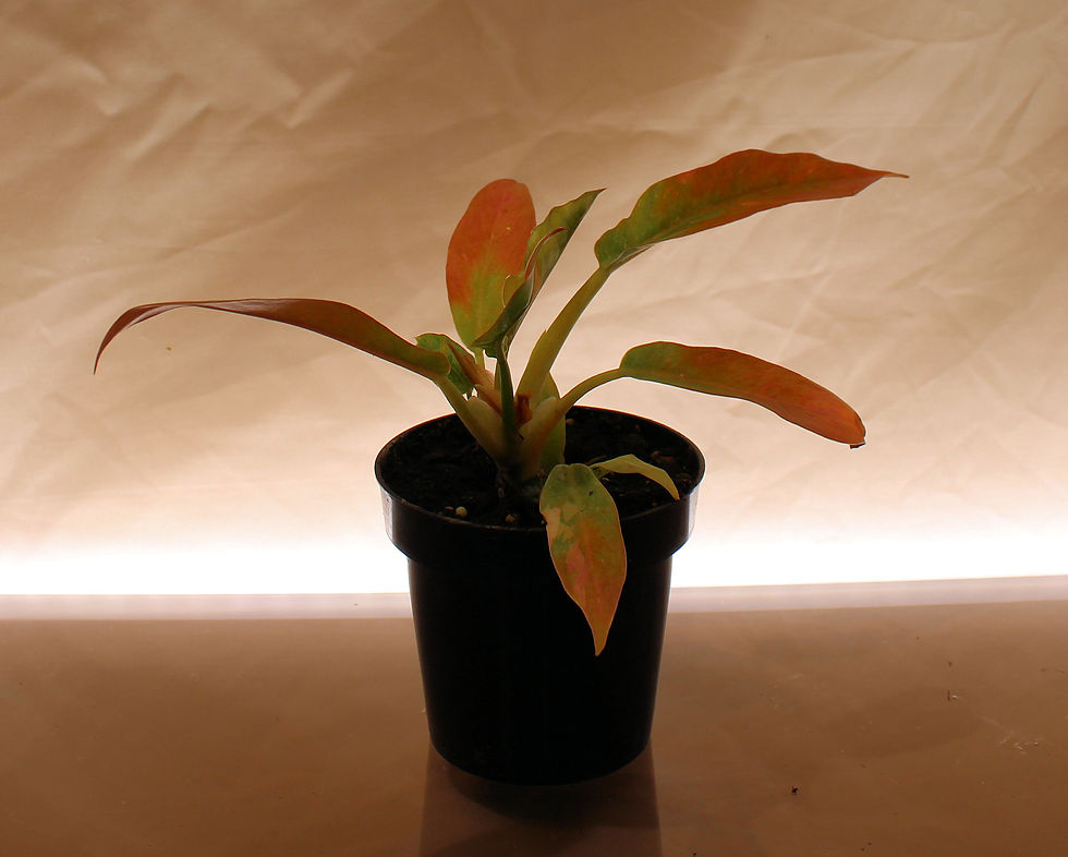 Philodendron Ring of Fire rare tropical plant with serrated multi-colored red orange yellow green leaves