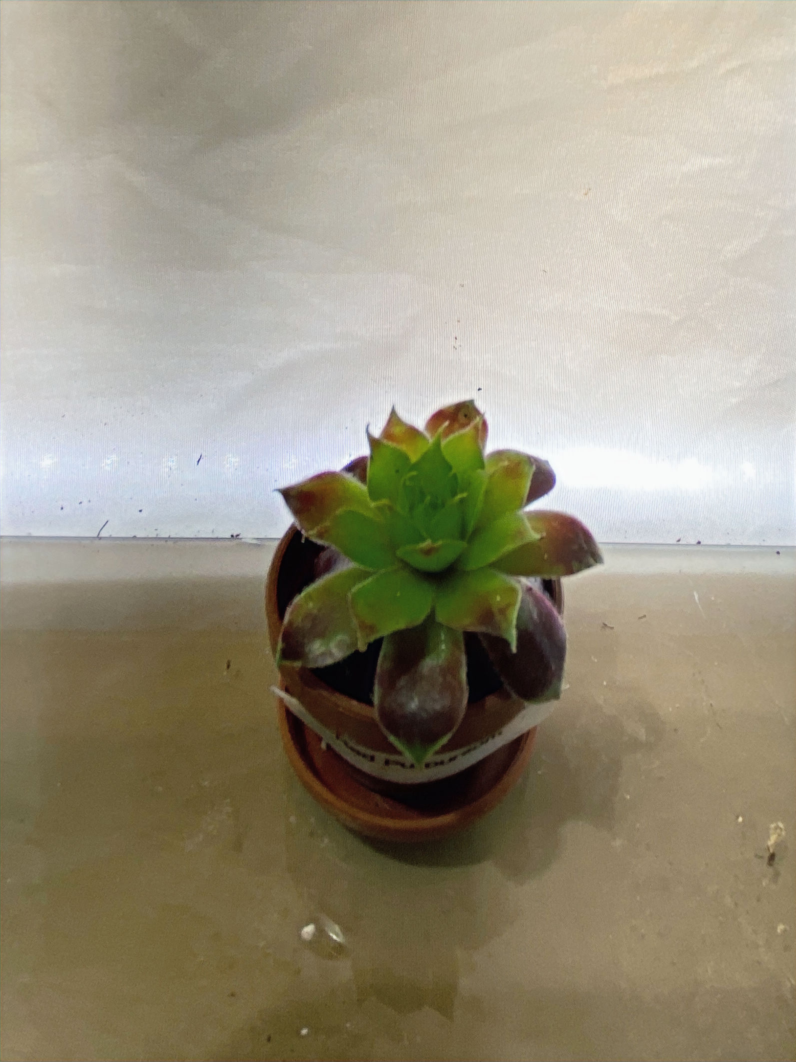 Echeveria Purpusorum rare red tipped collector succulent tight rosette dark green leaves for sale