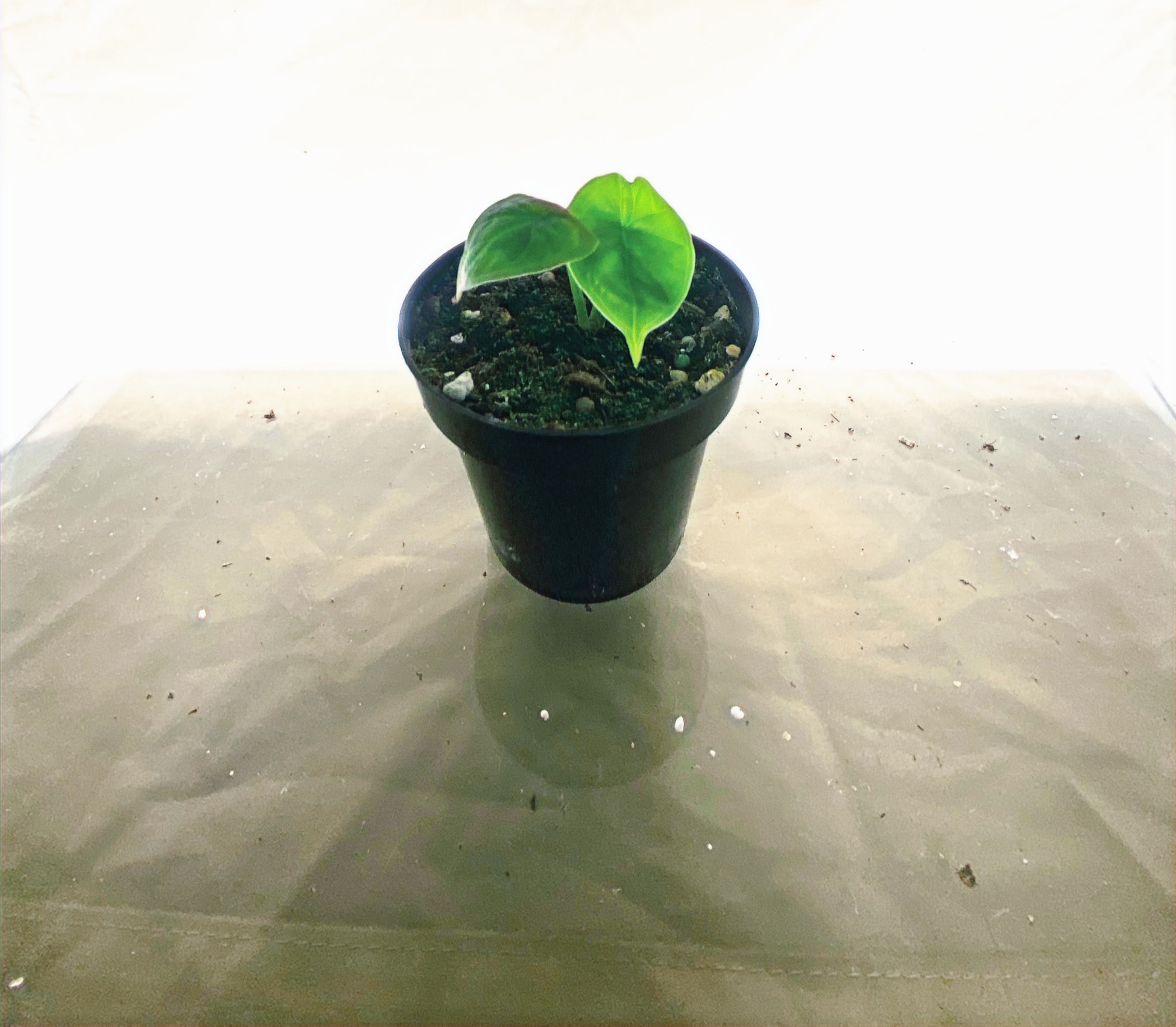 Alocasia Dragon Scale rare metallic silver-green tropical plant with dramatic dark veined leaves