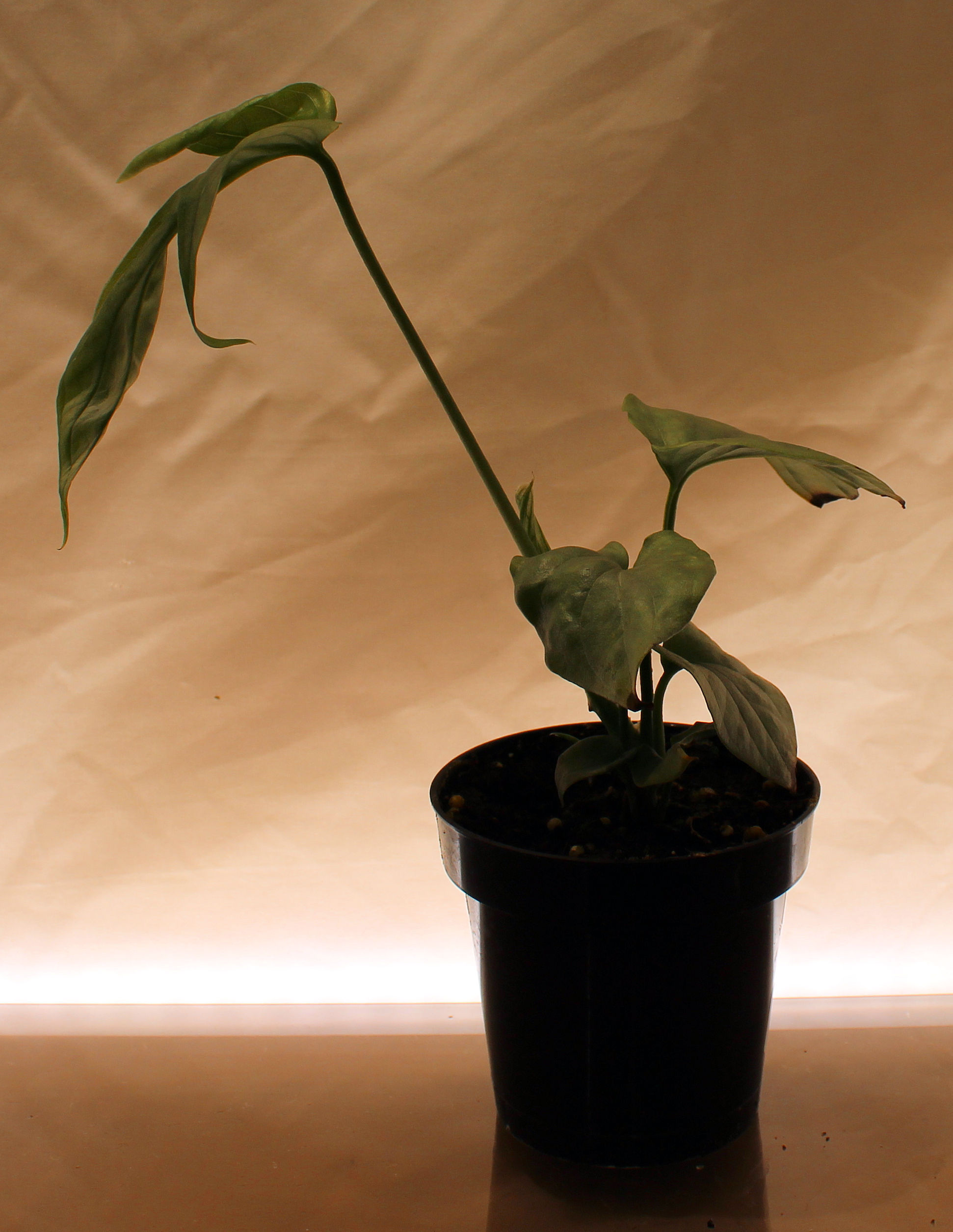 Syngonium Holly rare exotic tropical houseplant with deeply lobed rich green leaves