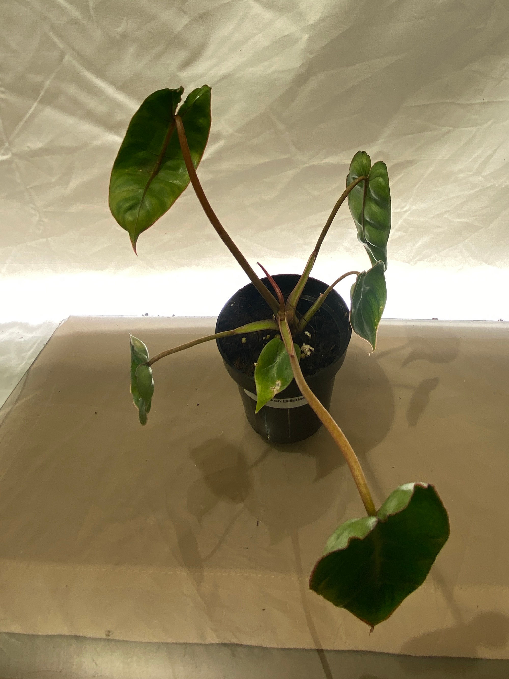 Philodendron Bilietiae - Rare Tropical Plant