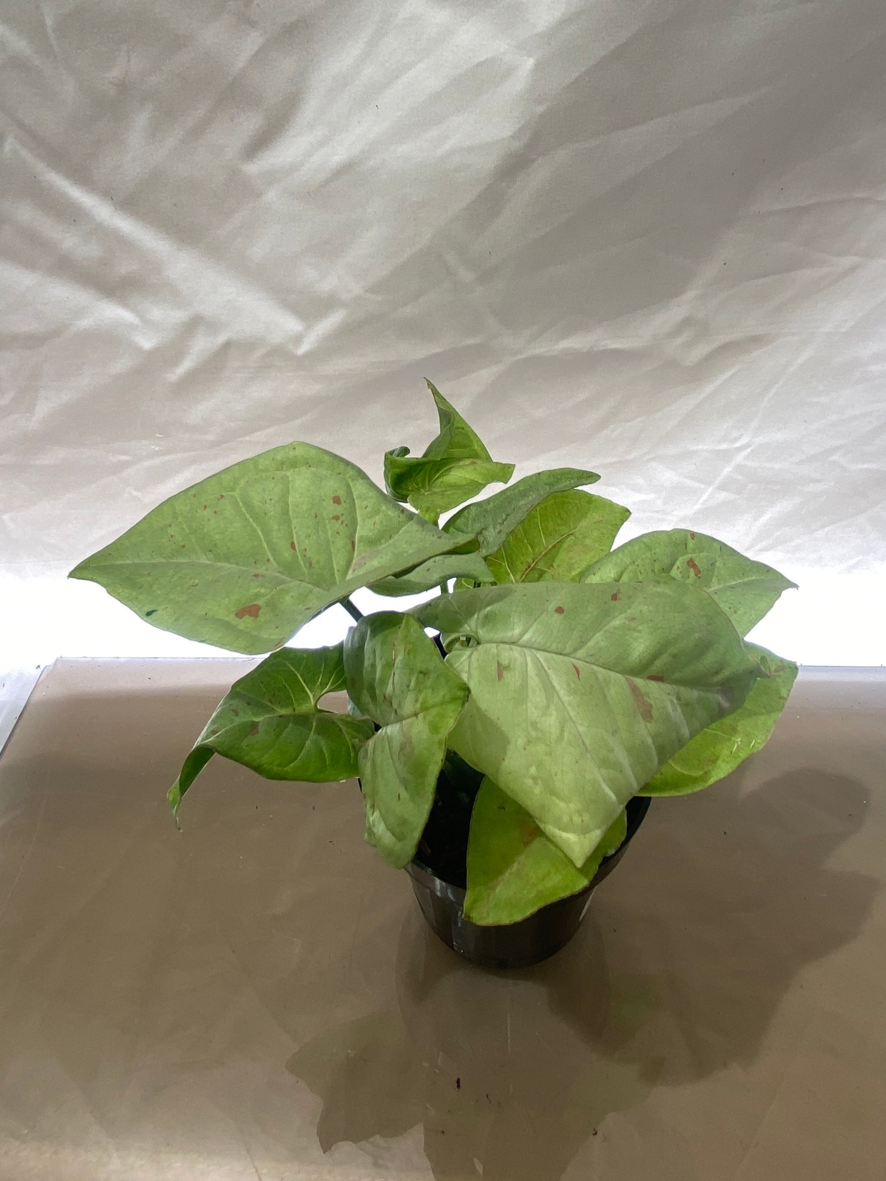 Syngonium Milk Confetti - Rare Variegated Tropical Houseplant
